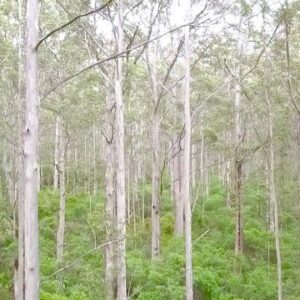 Forrest1